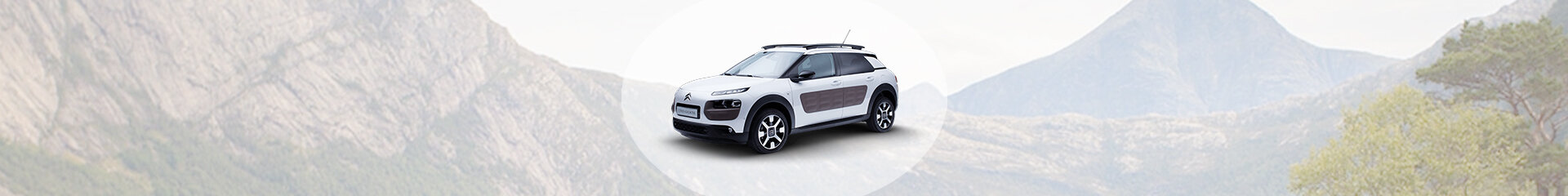 C4 Cactus